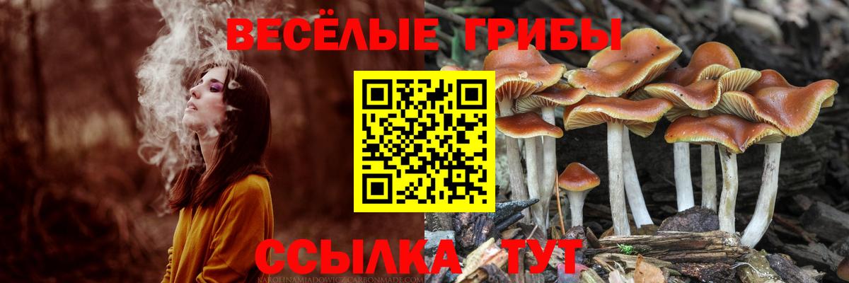 Псилоцибиновые грибы мицелий Железногорск